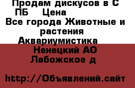 Продам дискусов в С-ПБ. › Цена ­ 3500-4500 - Все города Животные и растения » Аквариумистика   . Ненецкий АО,Лабожское д.